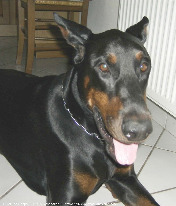 Photo de Dobermann