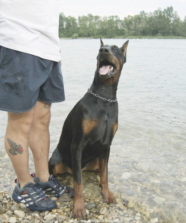 Photo de Dobermann