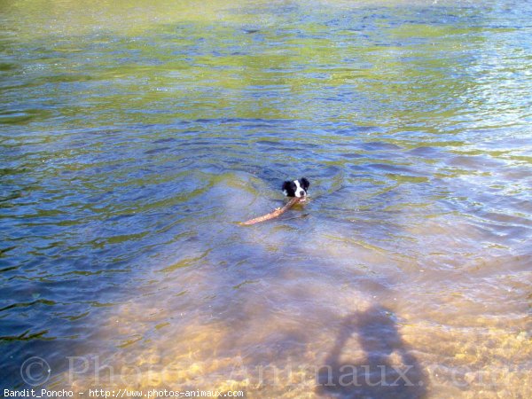 Photo de Border collie