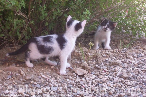 Photo de Chat domestique