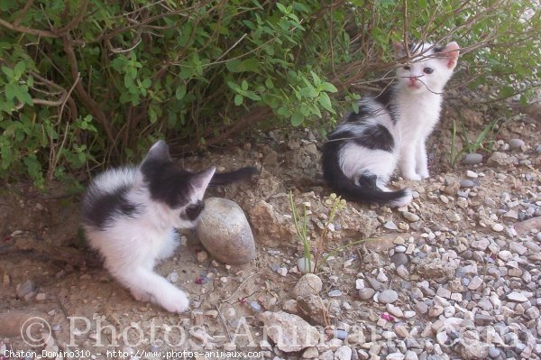 Photo de Chat domestique