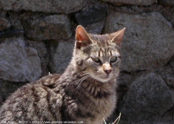 Photo de Chat domestique