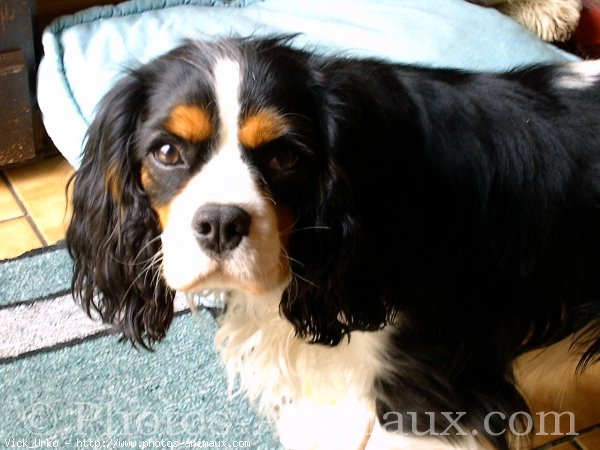 Photo de Cavalier king charles spaniel