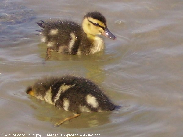 Photo de Canard