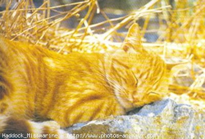 Photo de Chat domestique