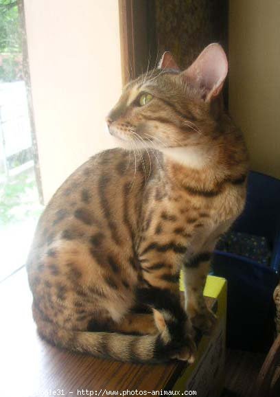 Photo de Bengal