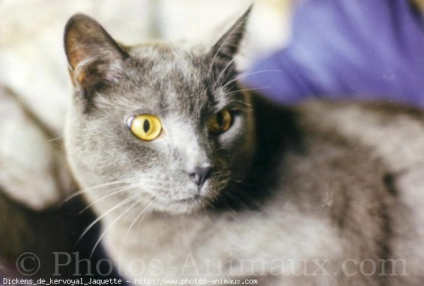 Photo de Chartreux