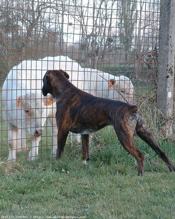 Photo de Boxer