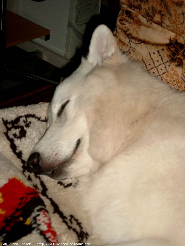 Photo de Berger blanc suisse