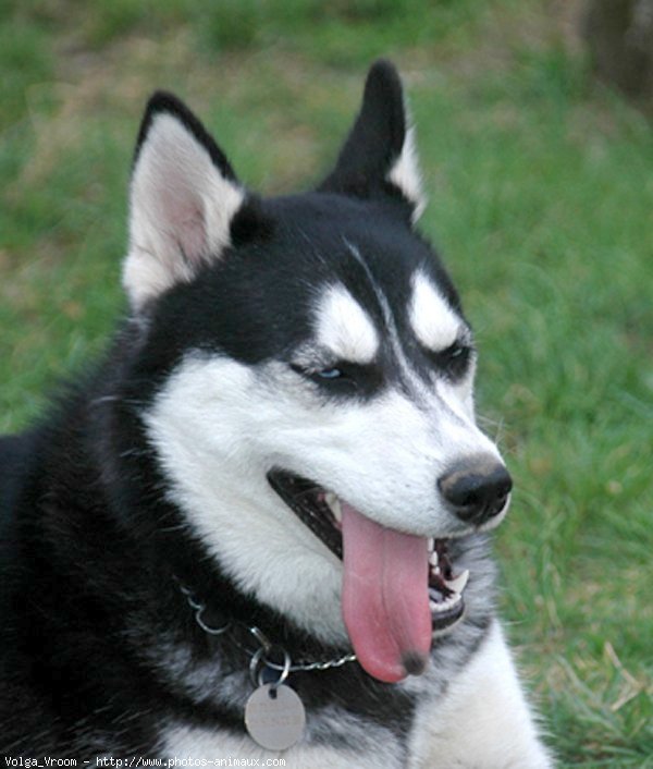 Photo de Husky siberien