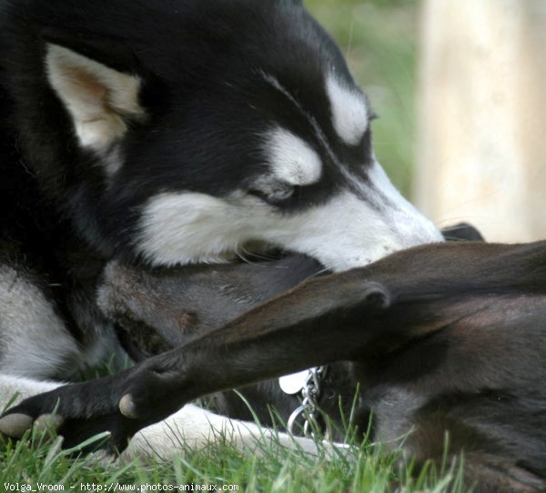 Photo de Husky siberien