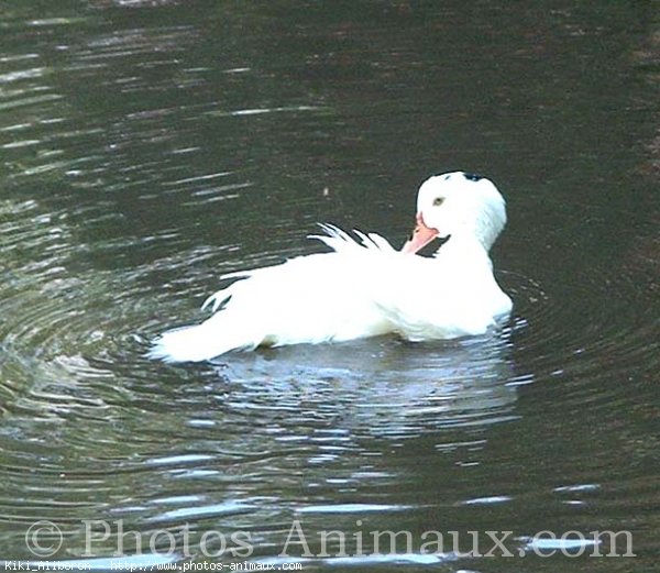 Photo de Canard