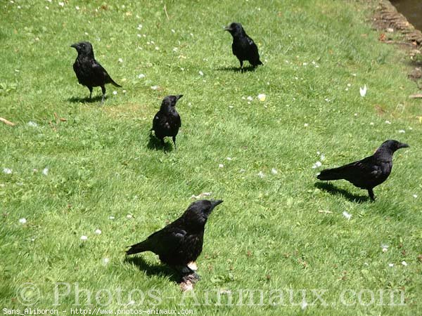 Photo de Races diffrentes