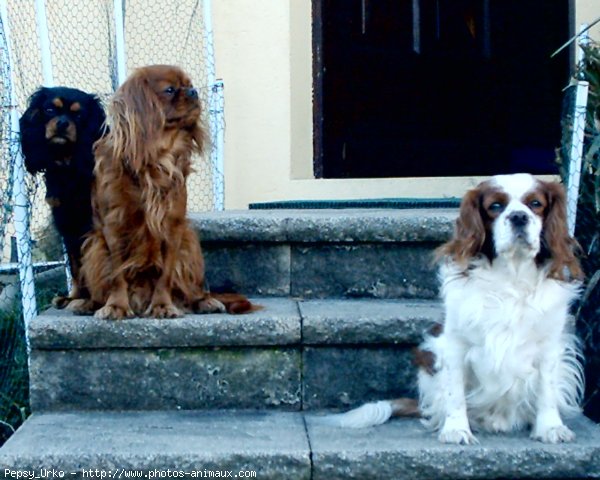 Photo de Cavalier king charles spaniel