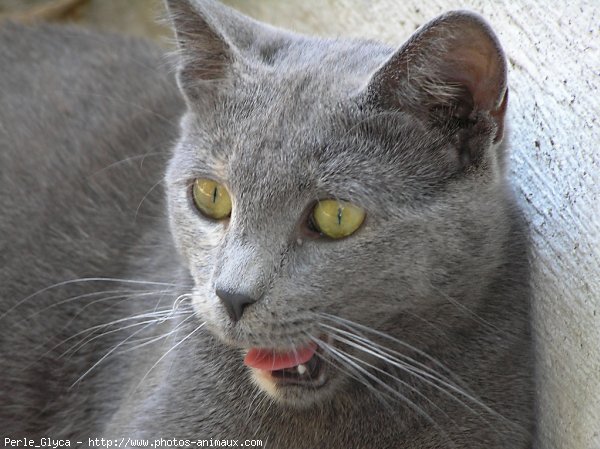 Photo de Chat domestique