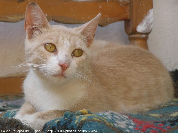 Photo de Chat domestique