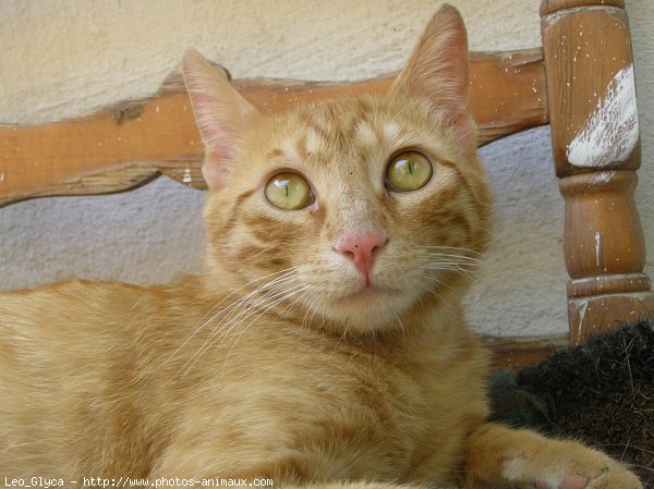 Photo de Chat domestique