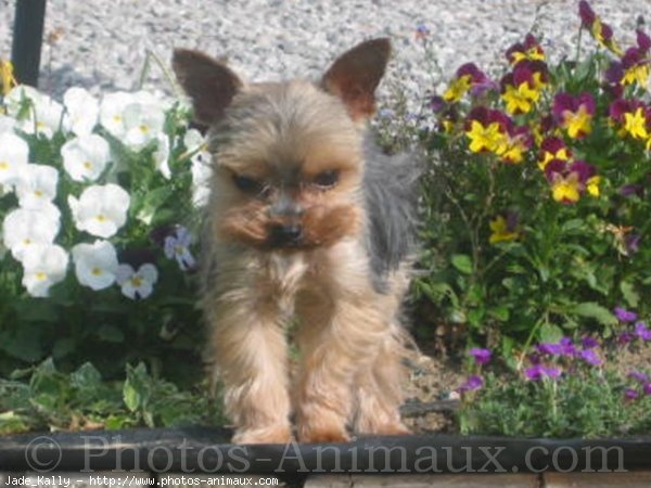 Photo de Yorkshire terrier