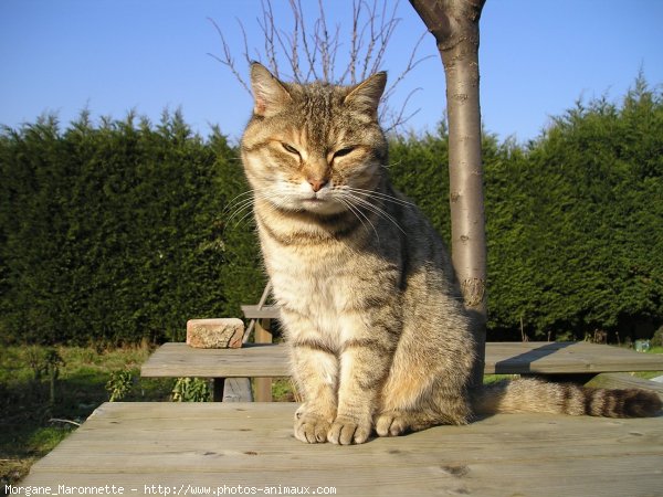 Photo de Chat domestique