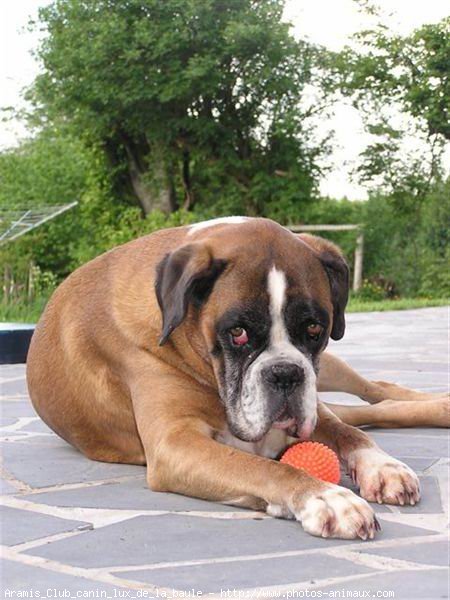 Photo de Boxer