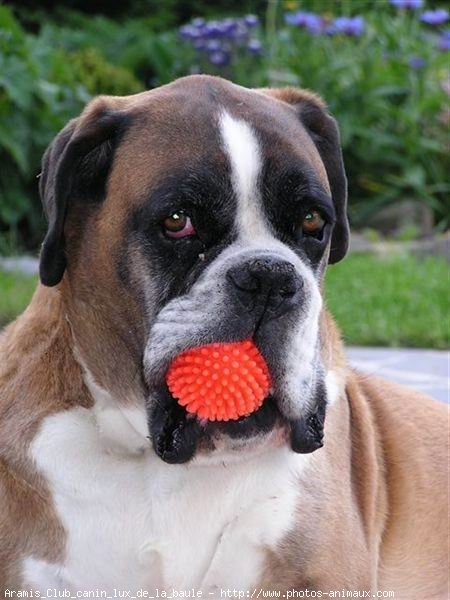 Photo de Boxer