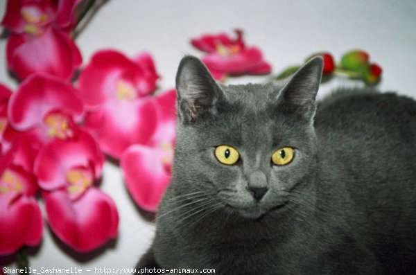 Photo de Chartreux