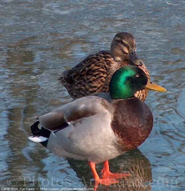 Photo de Canard