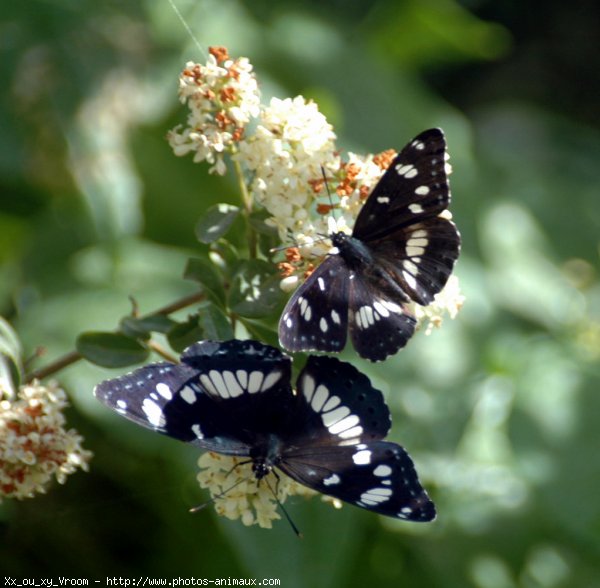 Photo de Papillon