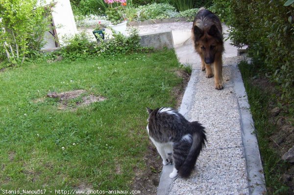 Photo de Berger allemand  poil court