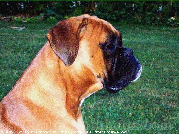 Photo de Boxer