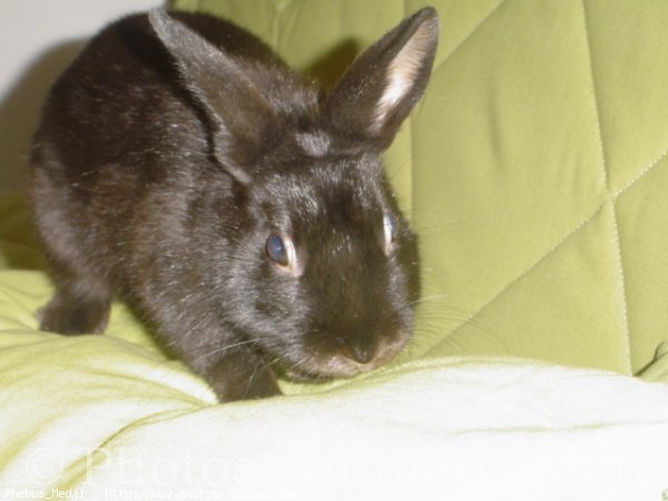 Photo de Lapin