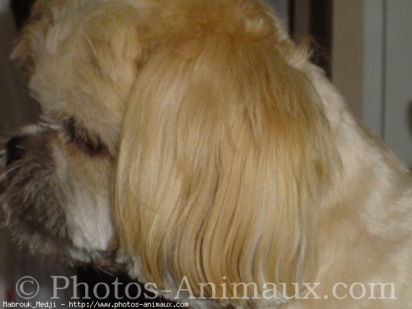 Photo de Lhassa apso