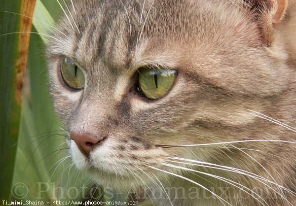 Photo de Chat domestique