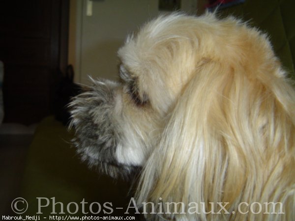 Photo de Lhassa apso