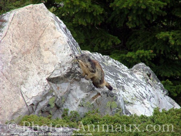 Photo de Marmotte