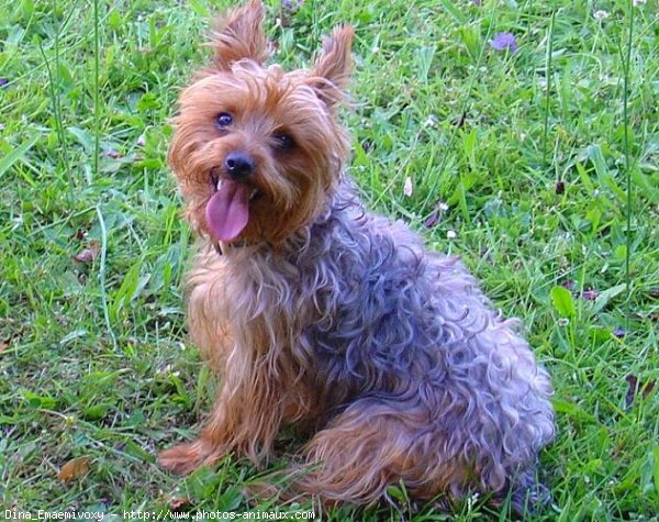 Photo de Yorkshire terrier