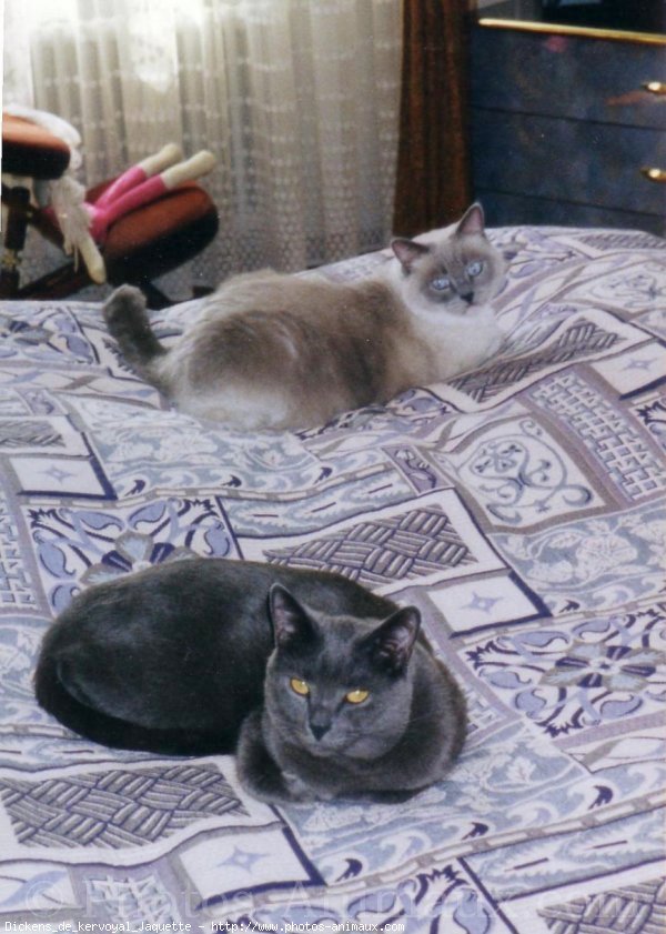 Photo de Chartreux