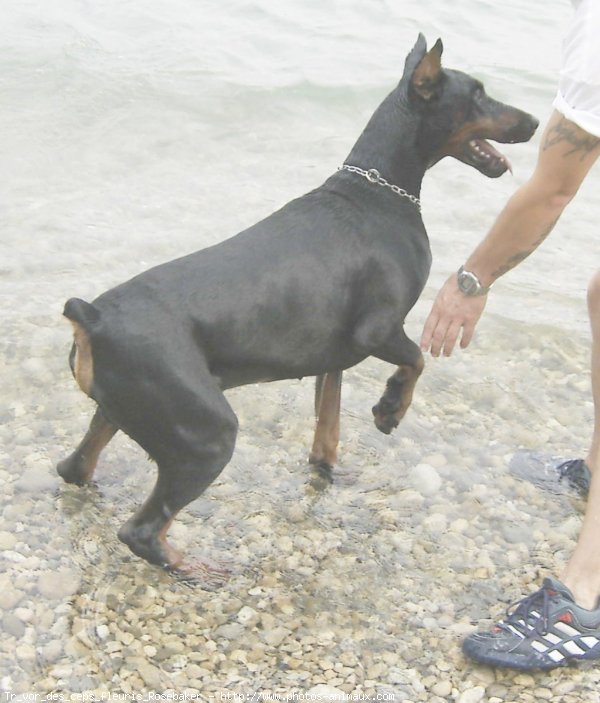 Photo de Dobermann