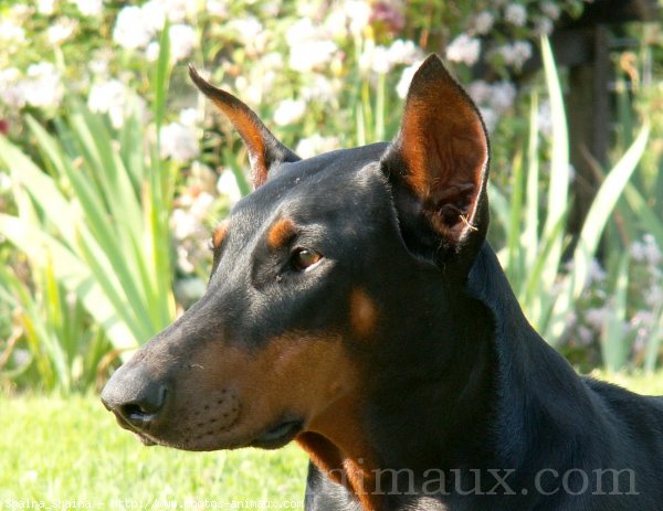 Photo de Dobermann