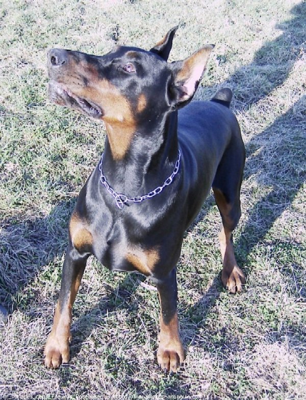 Photo de Dobermann