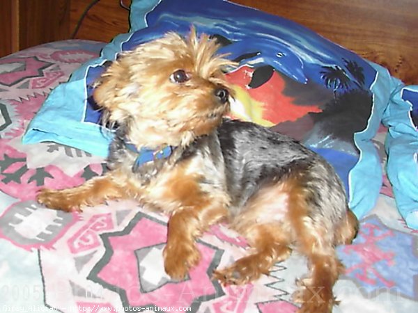 Photo de Yorkshire terrier