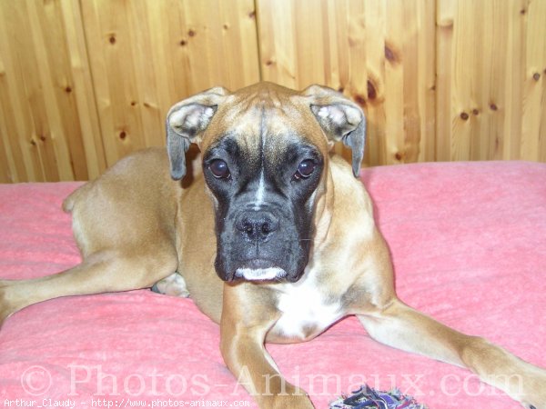 Photo de Boxer