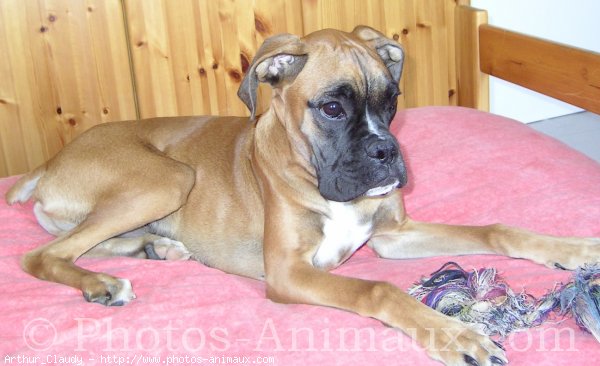 Photo de Boxer