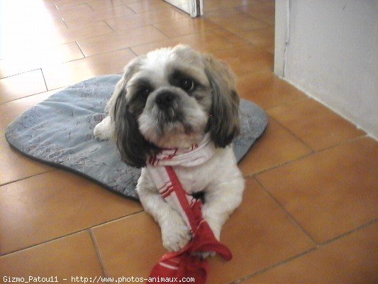 Photo de Shih tzu