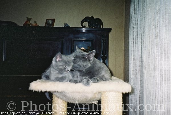 Photo de Chartreux