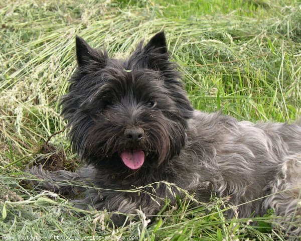 Photo de Cairn terrier