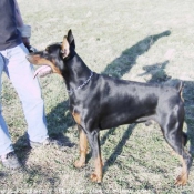 Photo de Dobermann