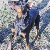 Photo de Dobermann