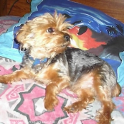 Photo de Yorkshire terrier