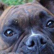 Photo de Boxer